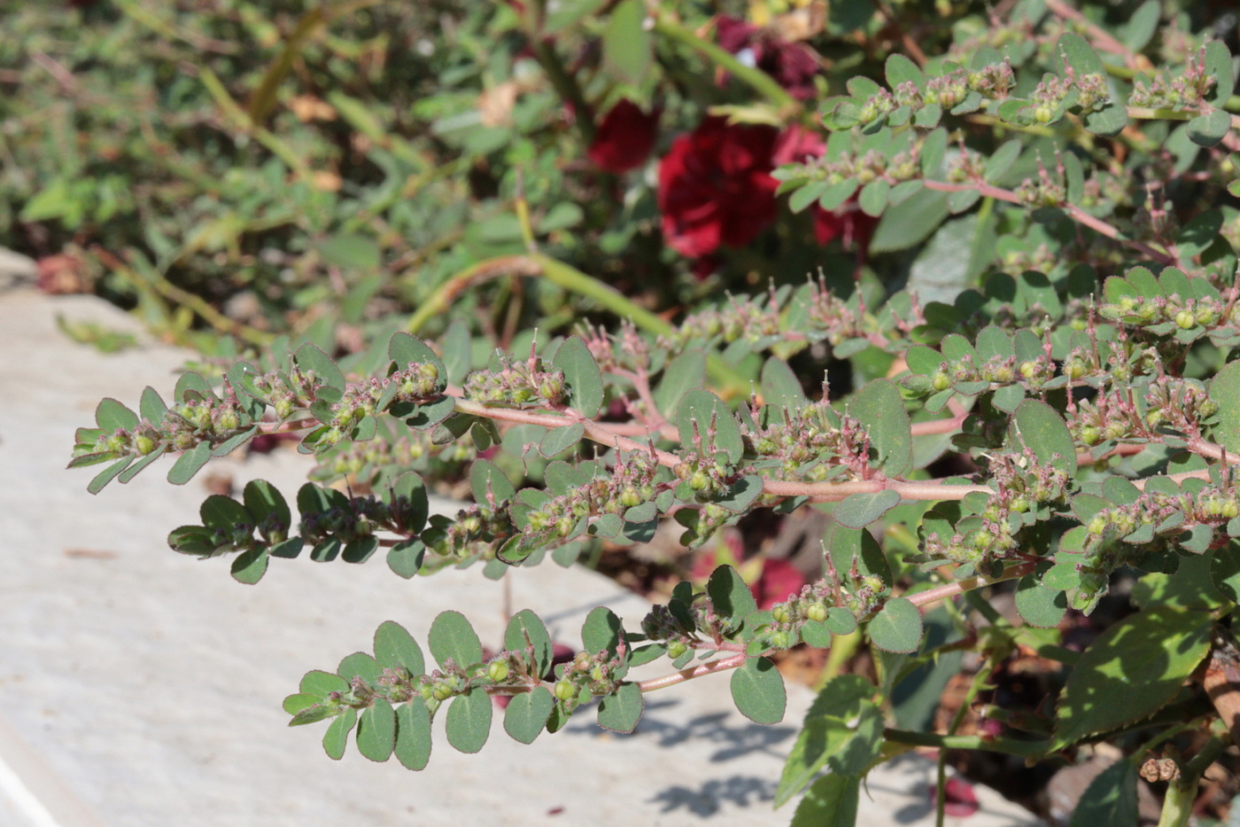 Изображение особи Euphorbia prostrata.