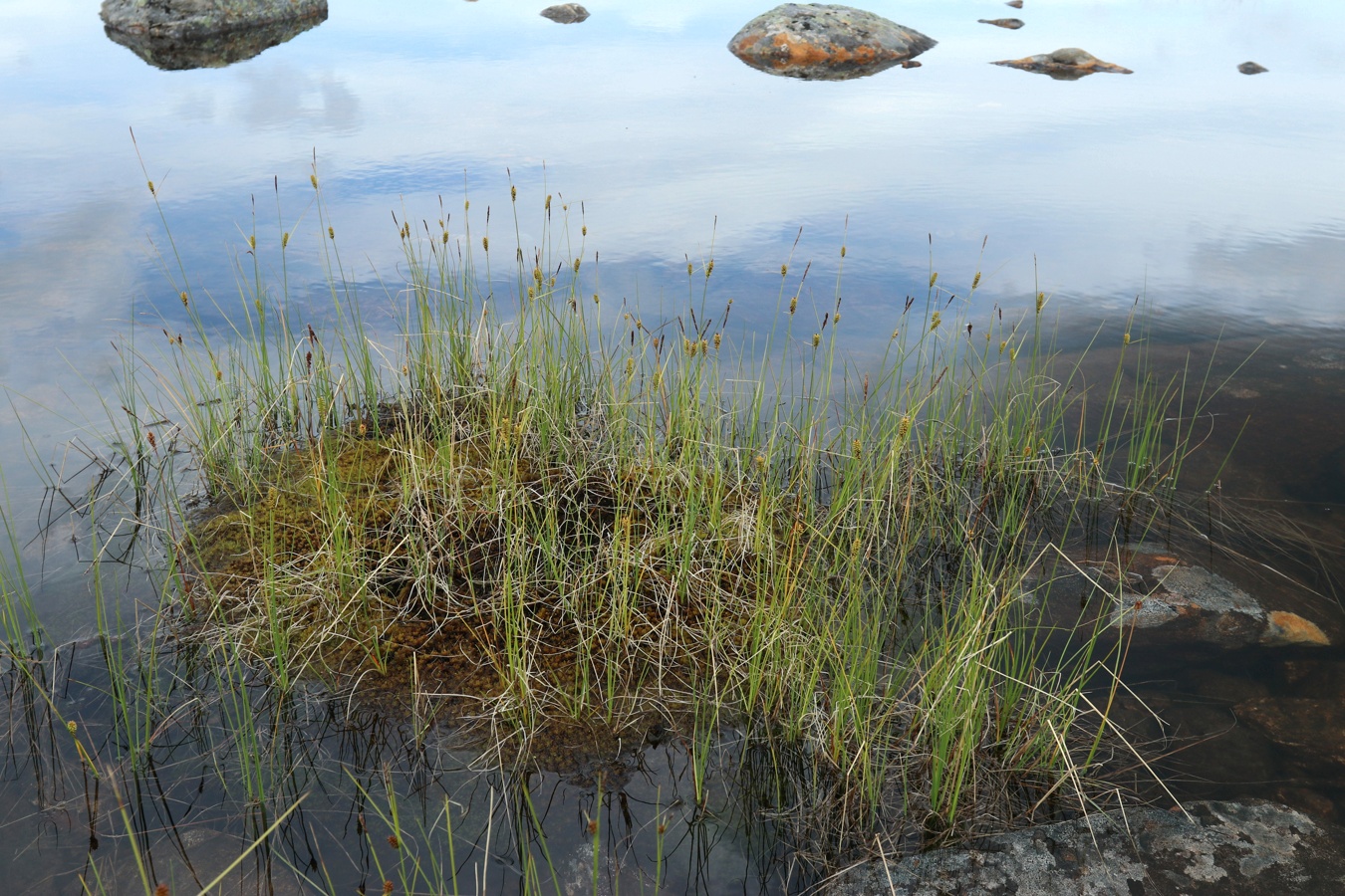 Image of Carex rotundata specimen.