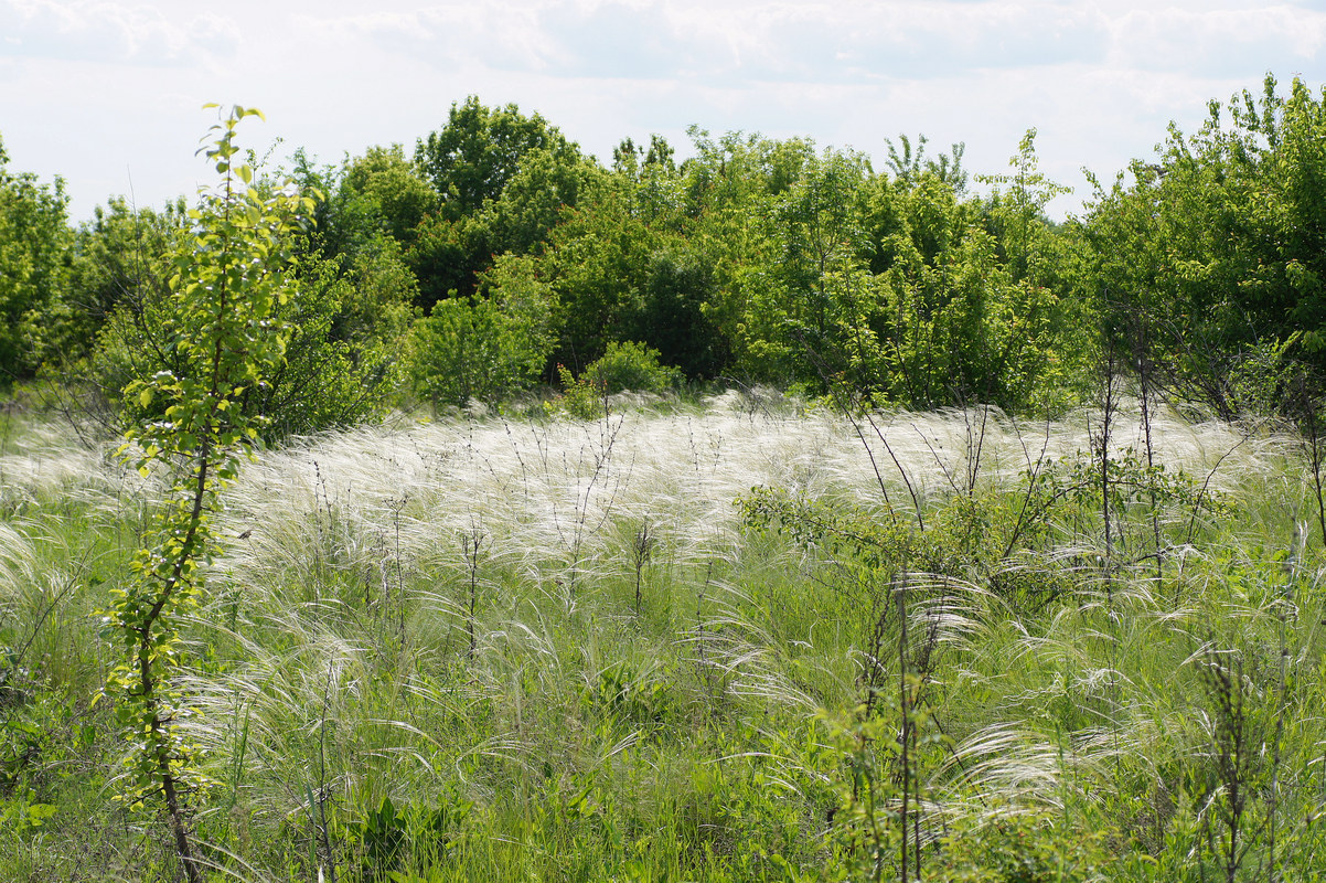 Изображение особи Stipa lessingiana.