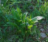 Betonica officinalis. Розетка прикорневых листьев. Московская обл., Раменский р-н, окр. дер. Хрипань, обочина лесной дороги. 21.05.2010.