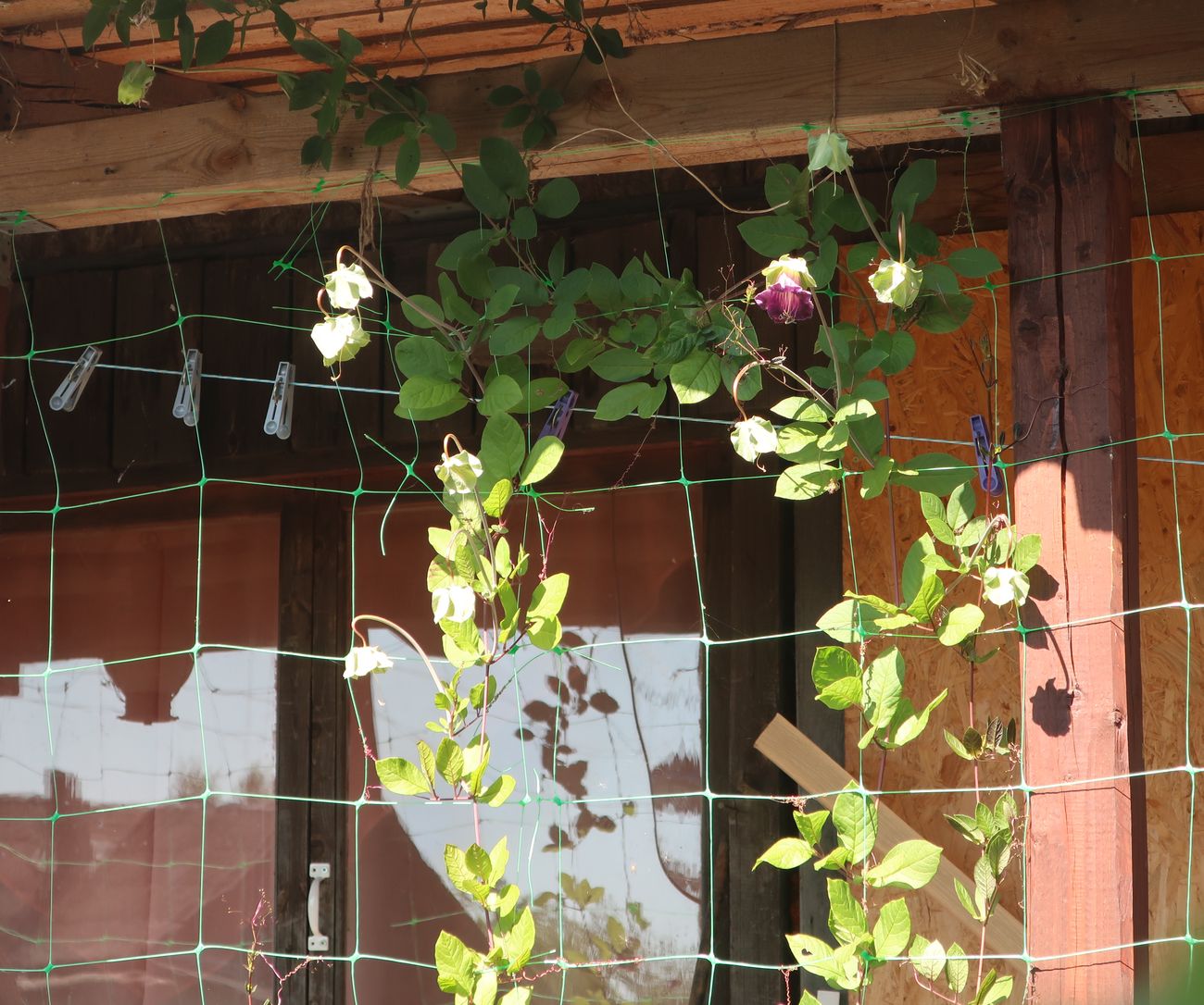 Image of Cobaea scandens specimen.