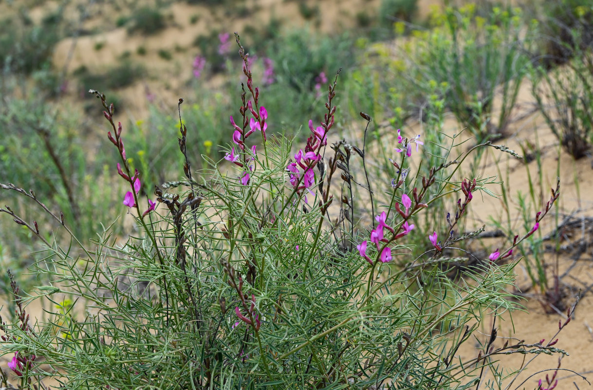 Изображение особи Astragalus barbidens.