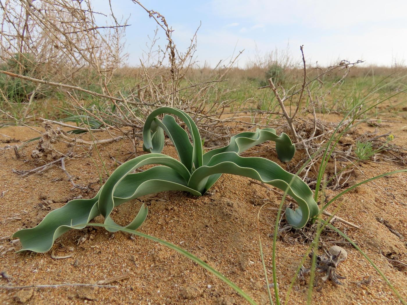 Изображение особи Allium caspium.