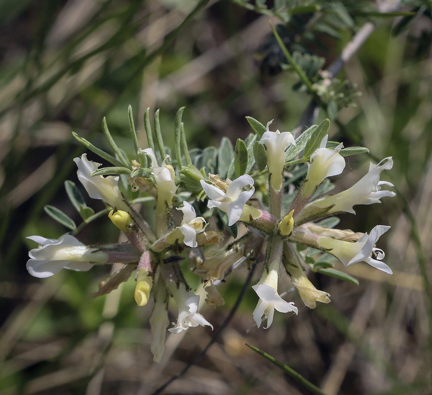 Изображение особи Astragalus cornutus.