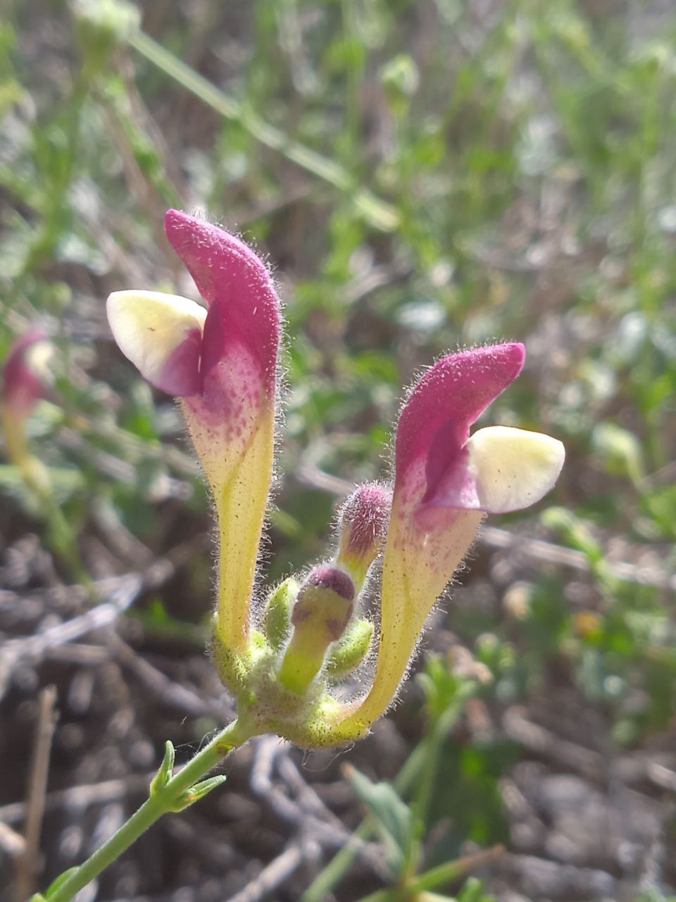 Image of Scutellaria intermedia specimen.