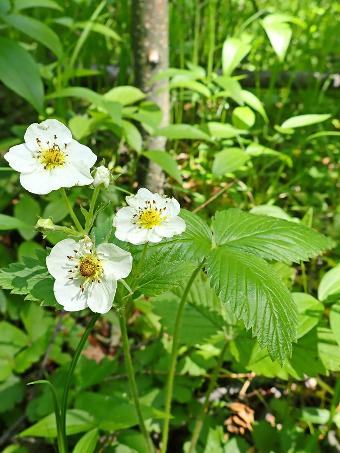 Image of Fragaria orientalis specimen.