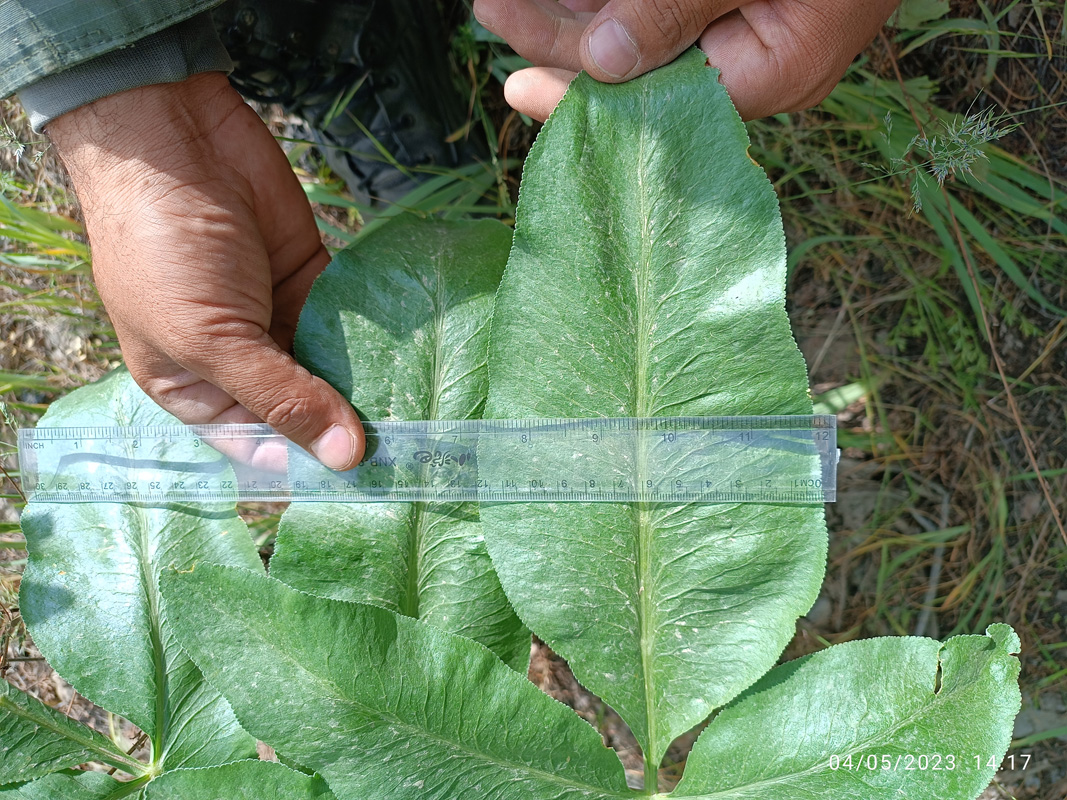 Image of Ferula gigantea specimen.