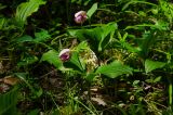 Cypripedium guttatum