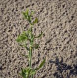 genus Polygonum