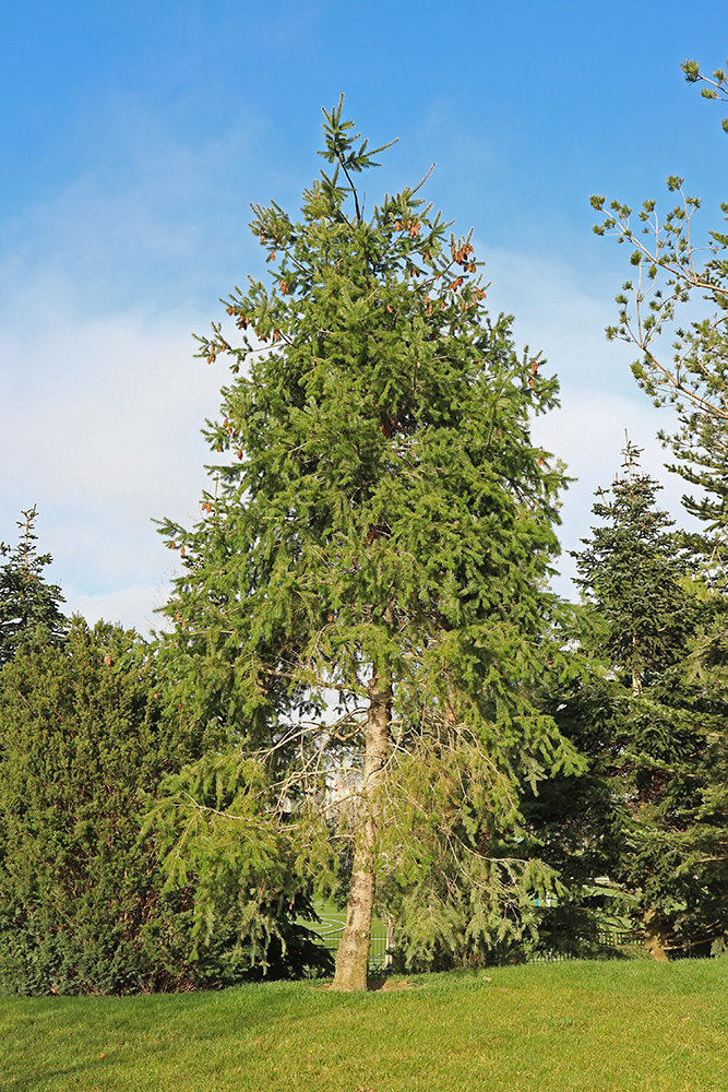 Изображение особи Pseudotsuga menziesii.