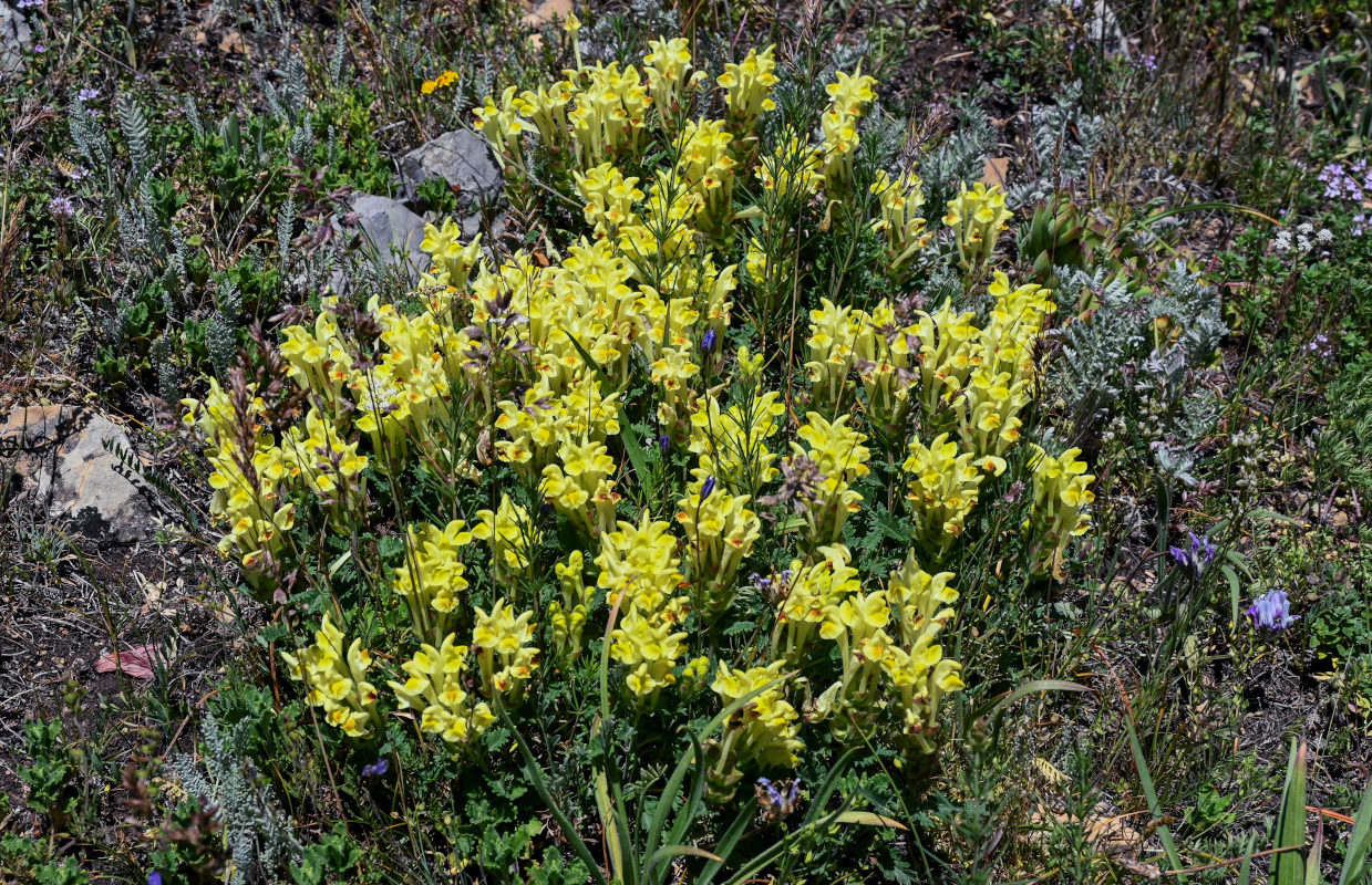 Image of Scutellaria sosnovskyi specimen.