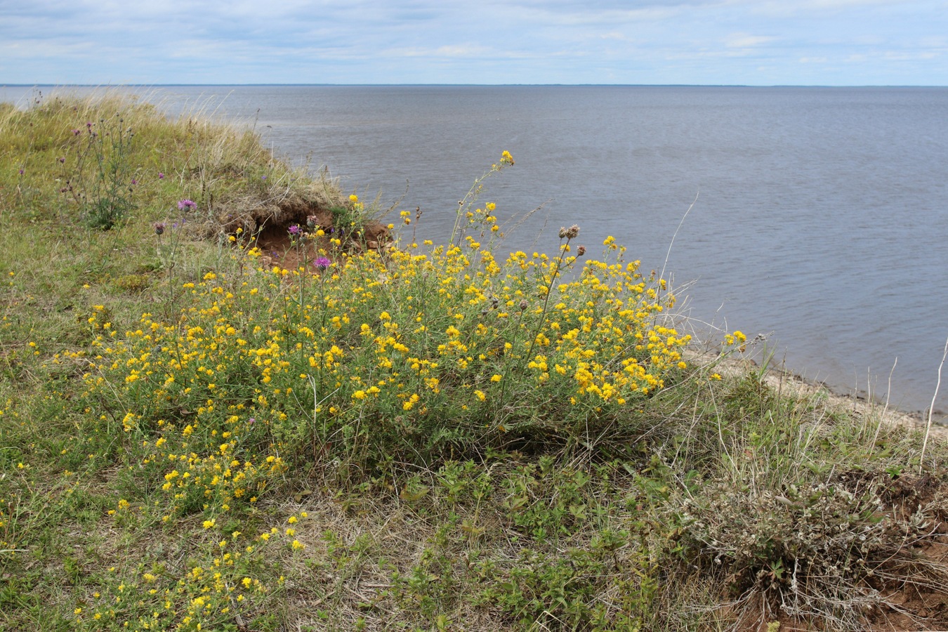 Изображение особи Medicago falcata.