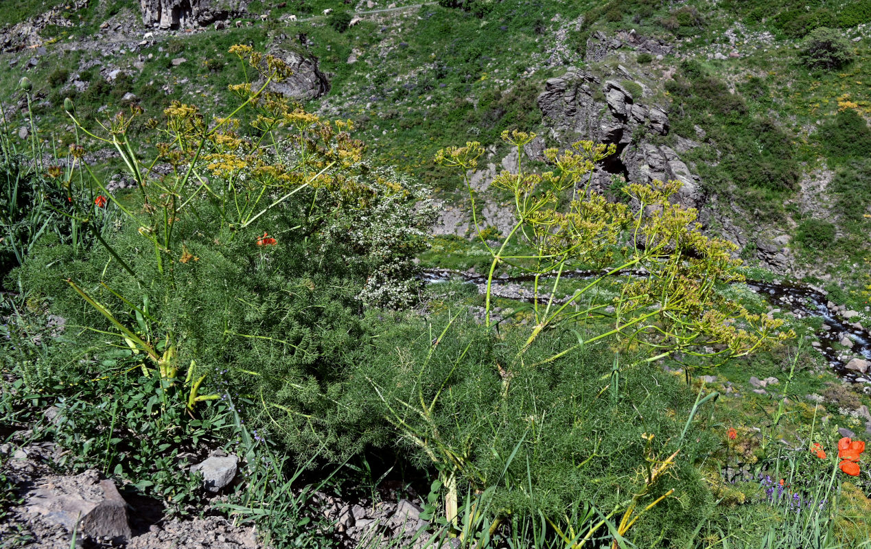 Image of Prangos ferulacea specimen.