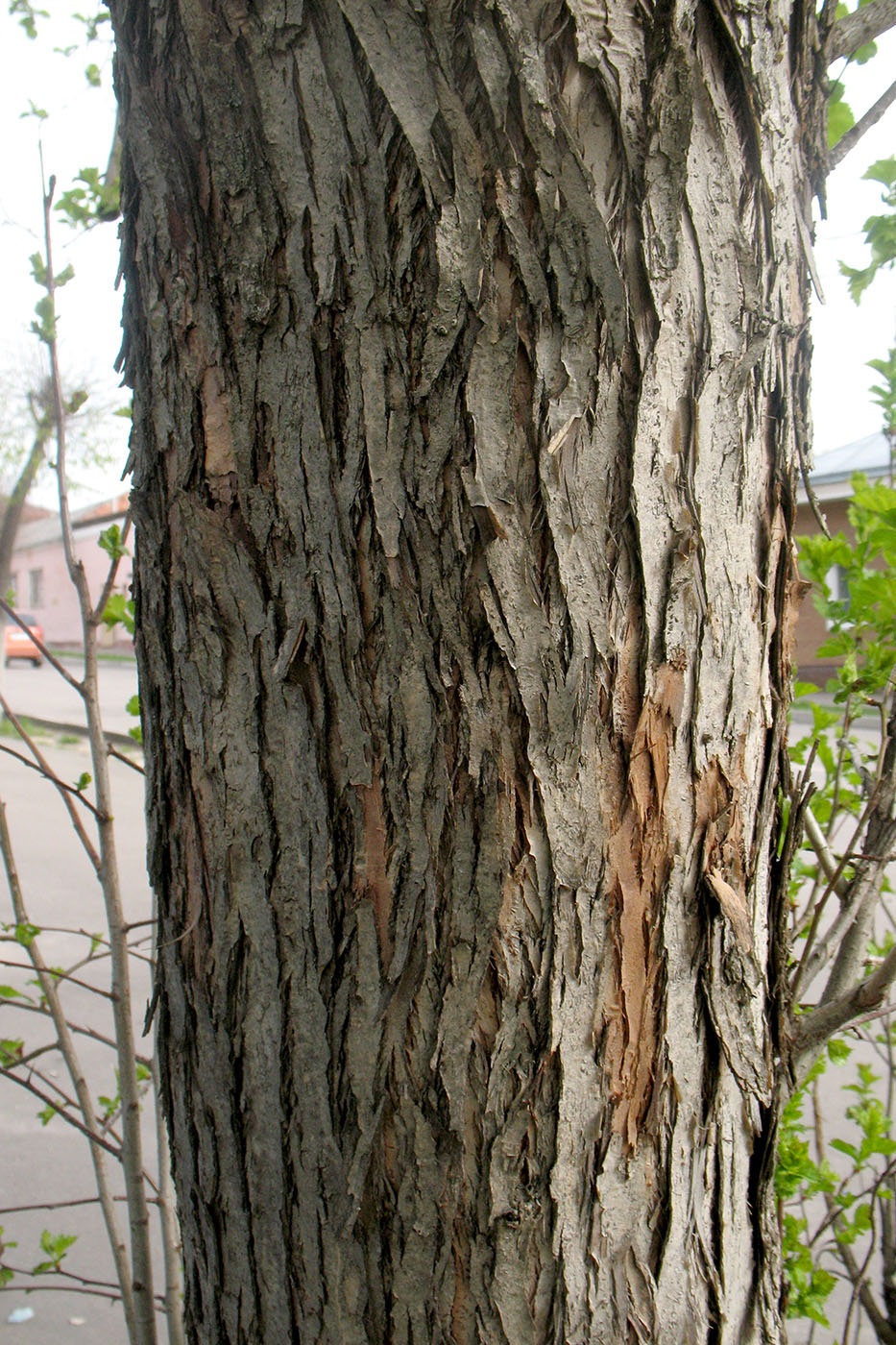 Image of Crataegus sanguinea specimen.