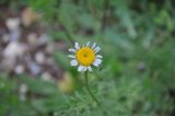 Anthemis altissima