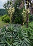 Yucca gloriosa. Верхушка цветущего растения. Грузия, Имеретия, монастырь Моцамета, в культуре. 14.06.2023.