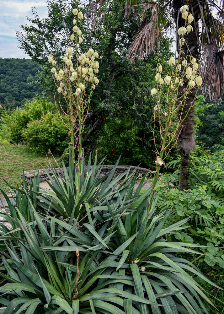 Изображение особи Yucca gloriosa.