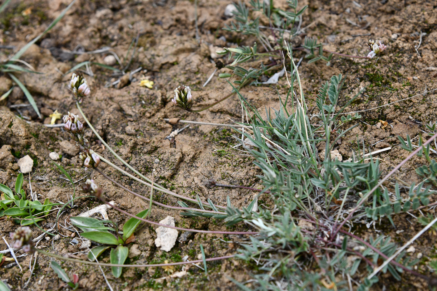 Image of genus Astragalus specimen.