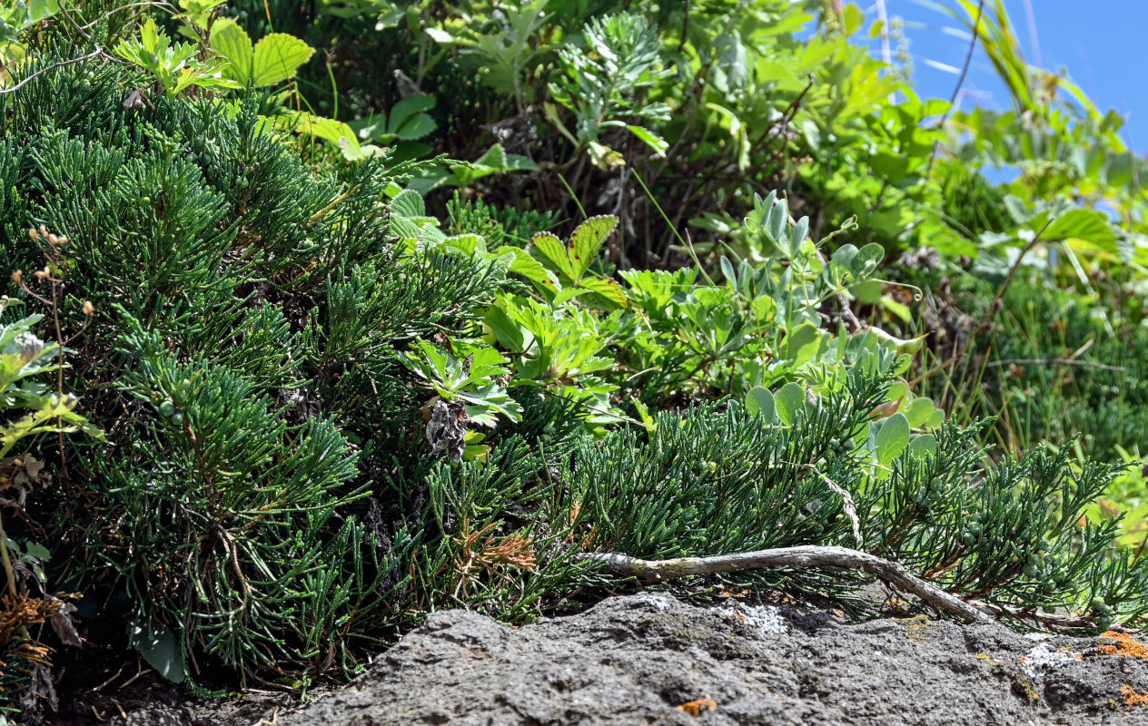 Image of Juniperus sargentii specimen.