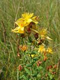 Hypericum attenuatum