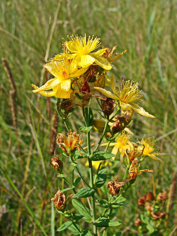 Изображение особи Hypericum attenuatum.