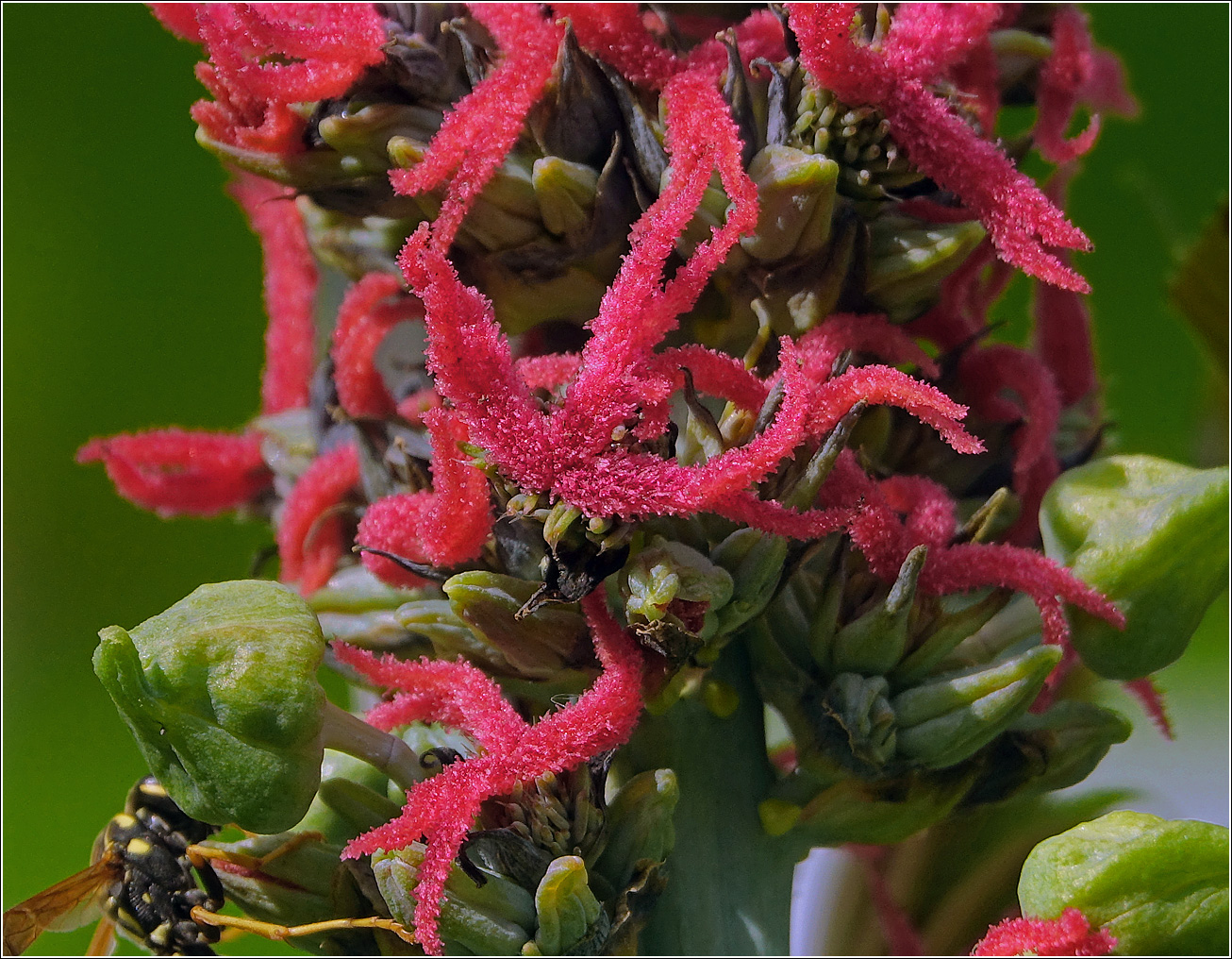 Изображение особи Ricinus communis.