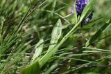 Polygala alpicola