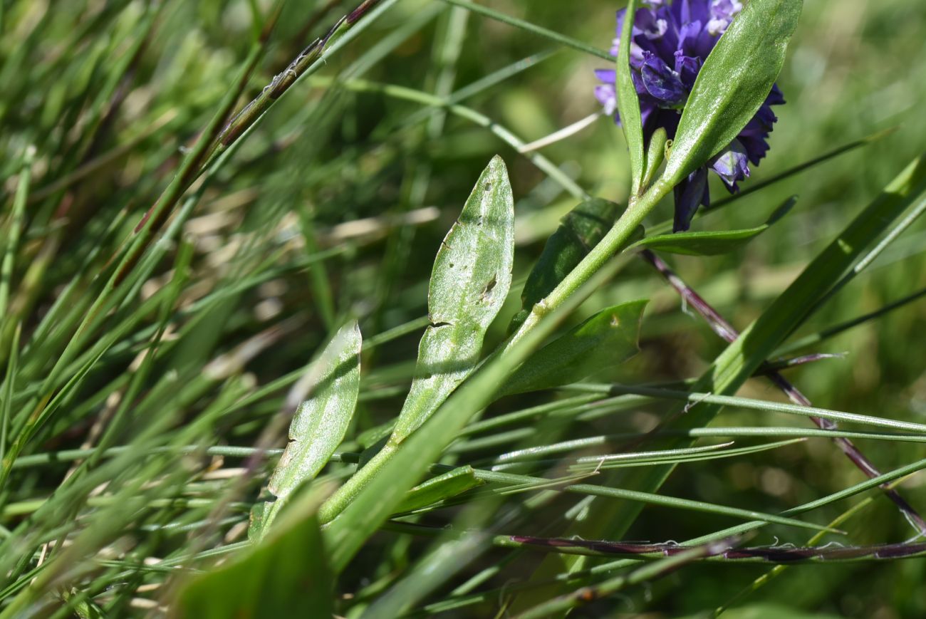 Изображение особи род Polygala.