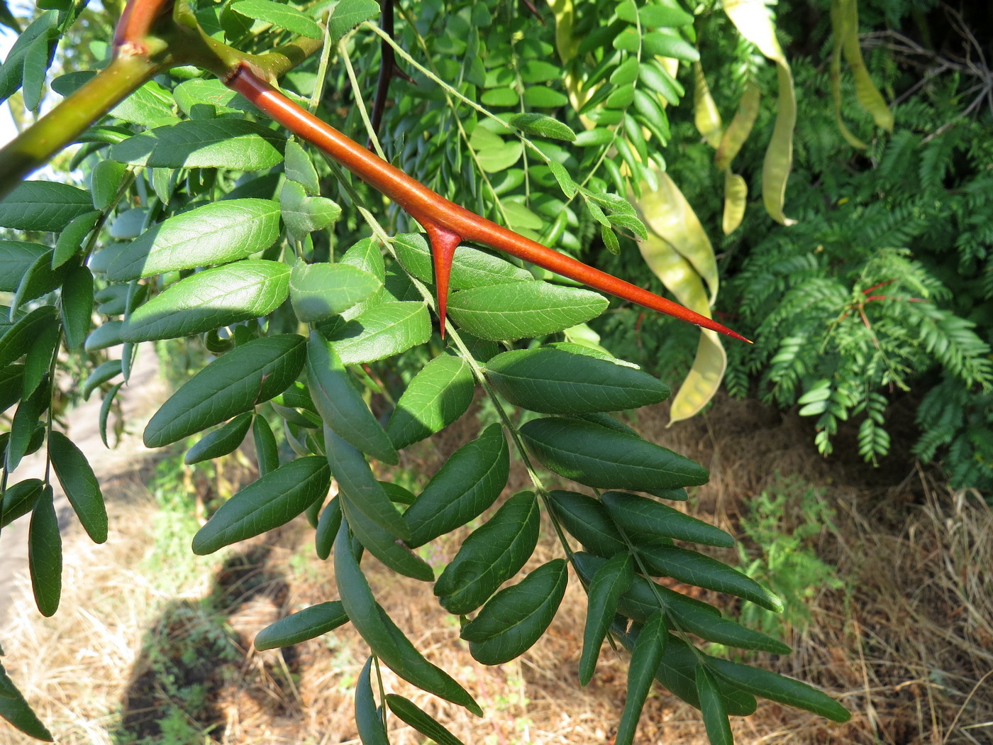 Image of Gleditsia triacanthos specimen.