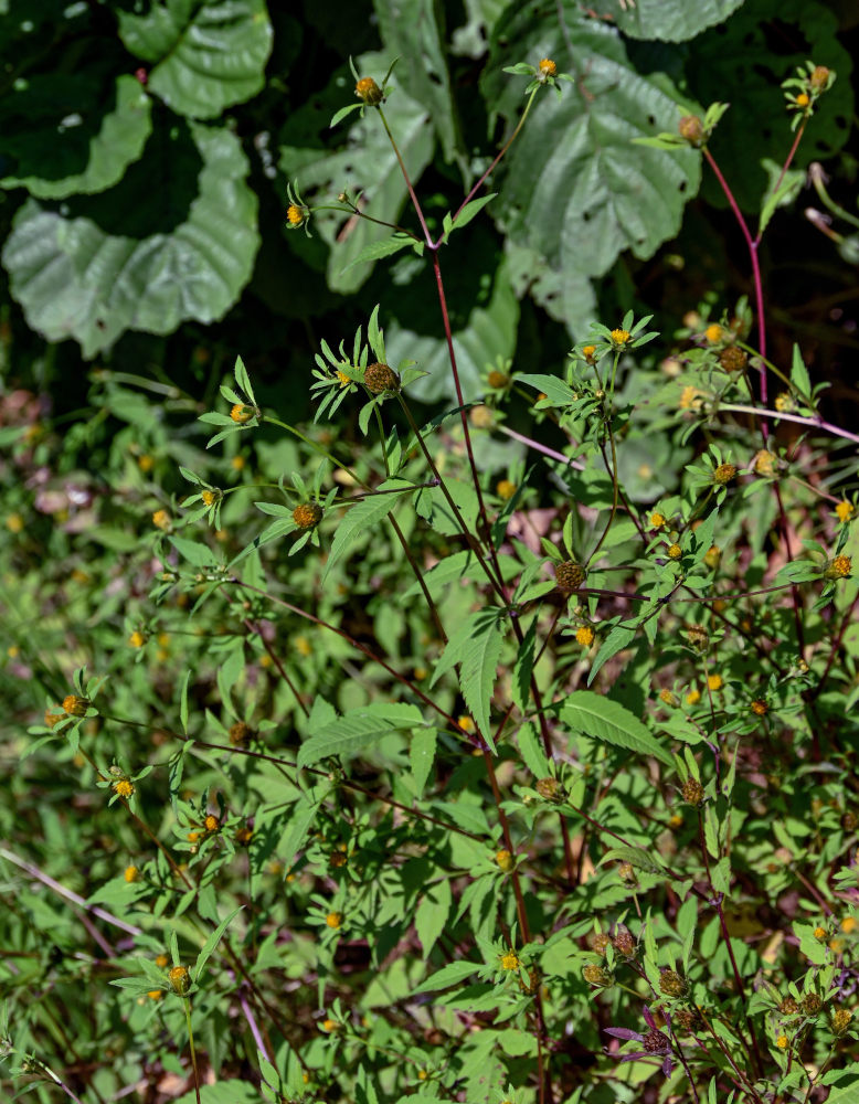 Image of Bidens frondosa specimen.