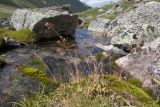 familia Poaceae. Плодоносящие растения. Кабардино-Балкария, Черекский р-н, окр. с/п Верхняя Балкария, дол. р. Псыгансу, ≈ 2400 м н.у.м., замшелые глыбы у ледникового ручья. 30.07.2024.