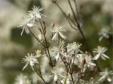 Clematis flammula. Соцветия с цветками и бутонами. Турция, пров. Анталья, р-н Кумлуджа, окр. вдхр. Алакыр, обочина дороги, маквис. 31.05.2024.