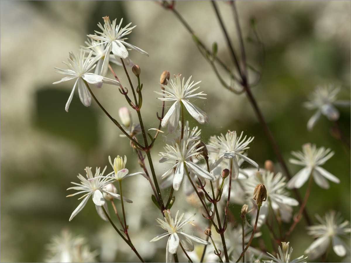 Изображение особи Clematis flammula.