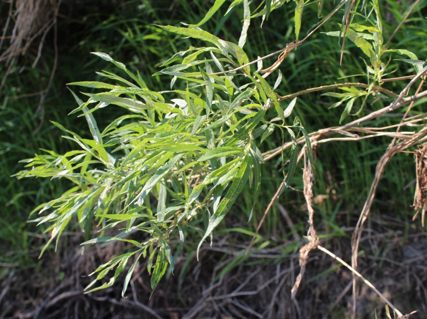 Image of Salix viminalis specimen.