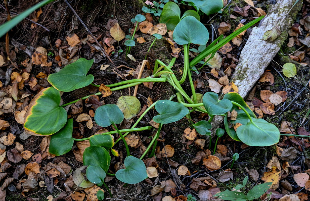 Изображение особи Calla palustris.