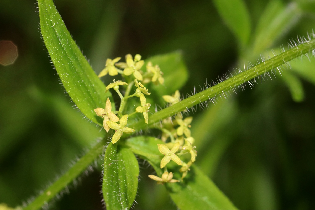 Изображение особи Cruciata krylovii.