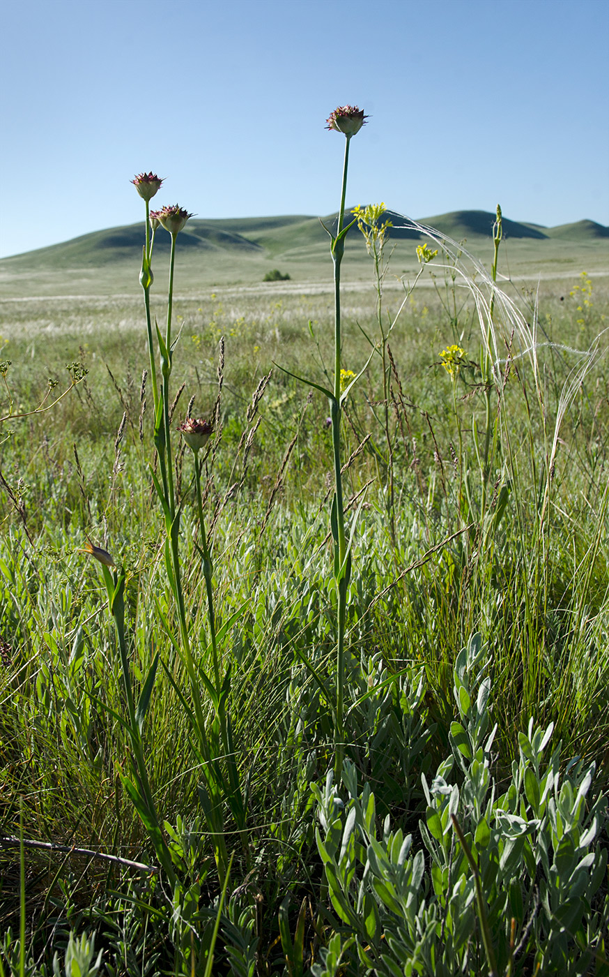 Image of Dianthus andrzejowskianus specimen.