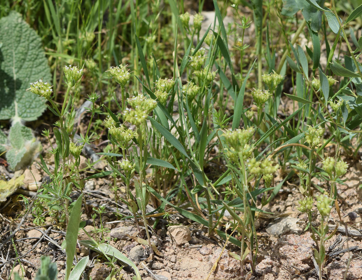 Image of Valerianella szovitsiana specimen.
