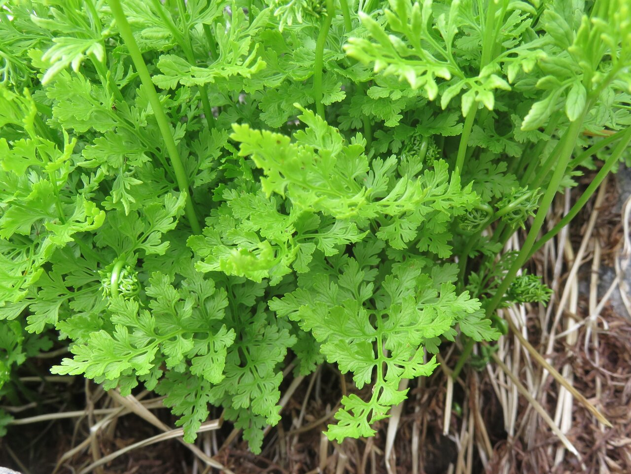 Изображение особи Cryptogramma crispa.