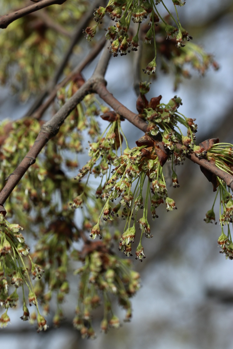 Image of Ulmus laevis specimen.