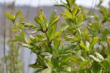 View full-size image Berberis amurensis