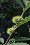 View full-size image Castanea sativa
