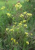 Sisymbrium polymorphum. Цветущее растение в нижней части доломитового холма. Венгрия, окр. Будапешта, Будайские горы. 27.04.2010.