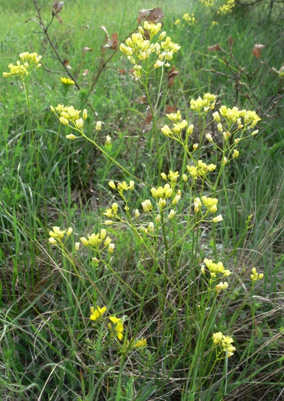 Image of Sisymbrium polymorphum specimen.