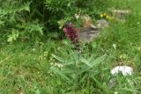 View full-size image Echium russicum