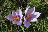 View full-size image Crocus pallasii