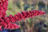 View full-size image Amaranthus hypochondriacus
