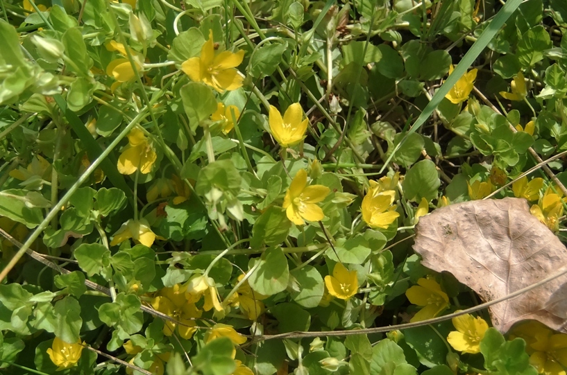 Изображение особи Lysimachia nummularia.