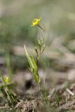 Gagea gageoides. Цветущее растение. Таджикистан, склоны гор Рангон, высота ~1300 м. н.у.м. 13.04.2011.