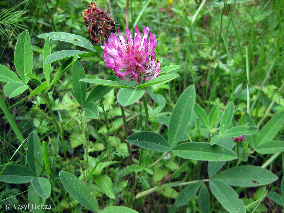 Image of Trifolium medium specimen.